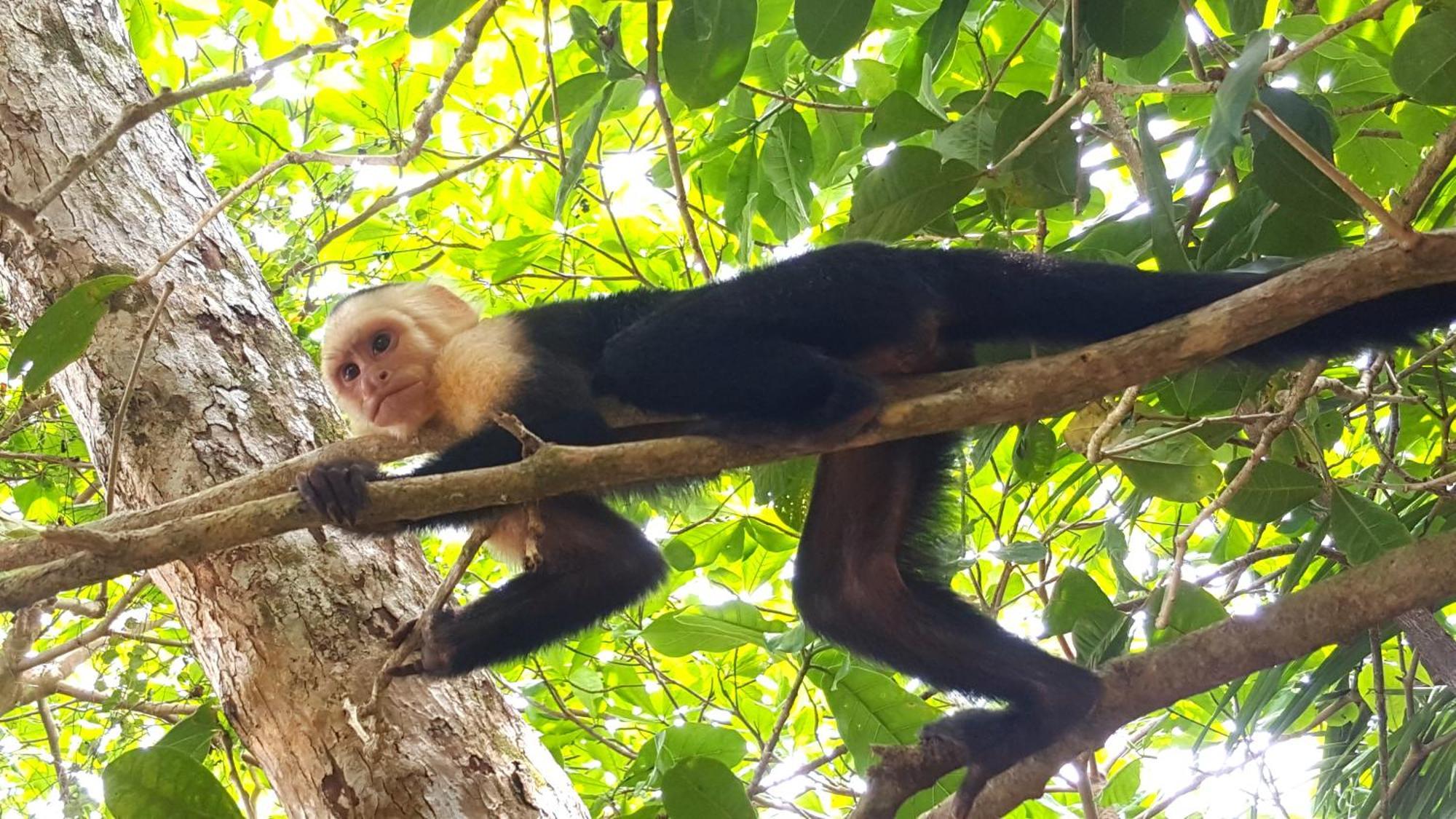 Hotel La Mariposa Manuel Antonio Dış mekan fotoğraf